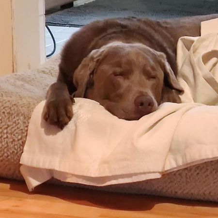 Bed & Breakfast Bonn 24 Mai Bis14 Juni Mit Hund In Der Wohnung Buitenkant foto