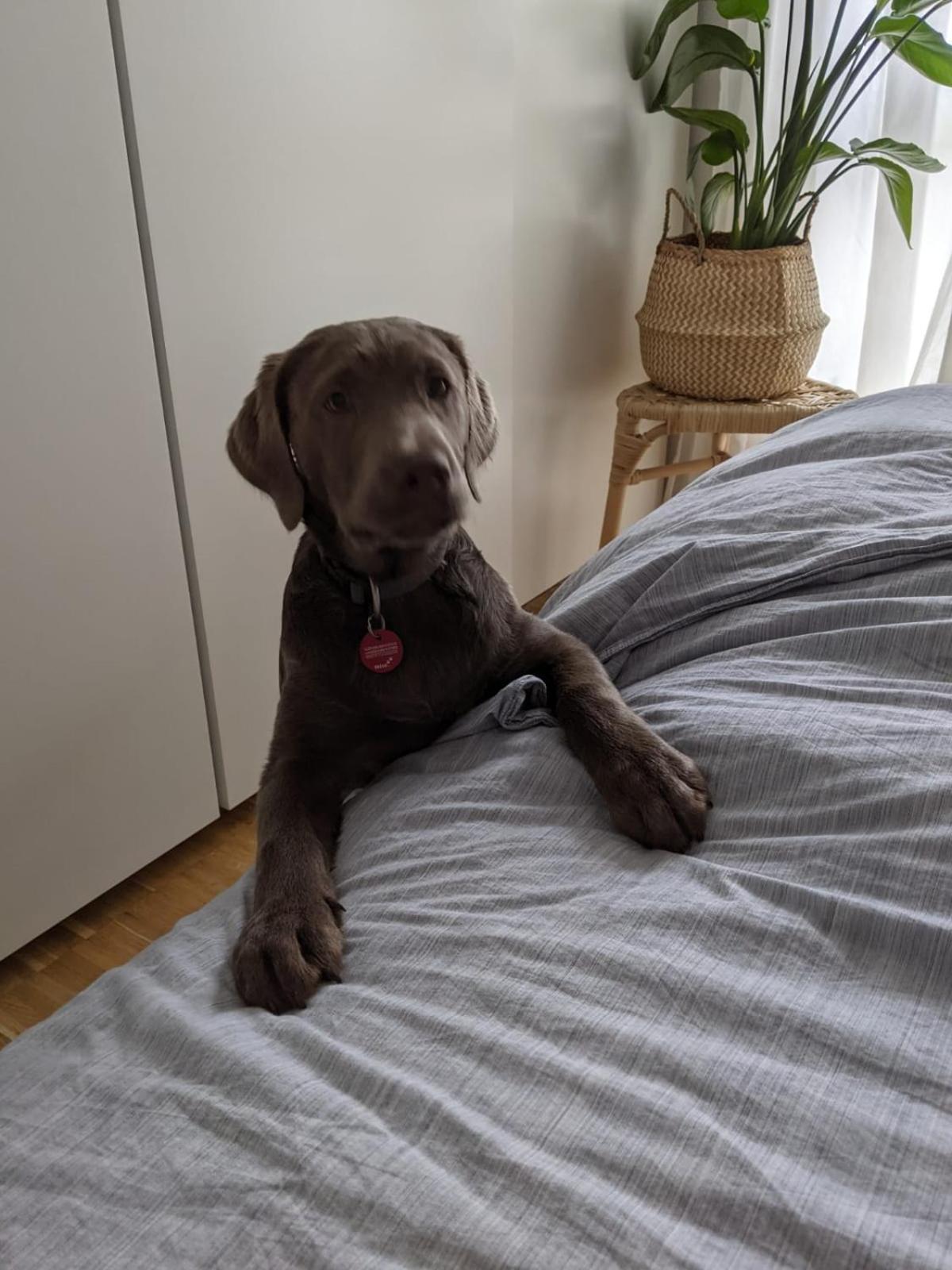 Bed & Breakfast Bonn 24 Mai Bis14 Juni Mit Hund In Der Wohnung Buitenkant foto